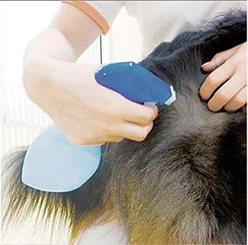 Anwendung einer veterinärmedizinischen TENS Elektrode am Tier